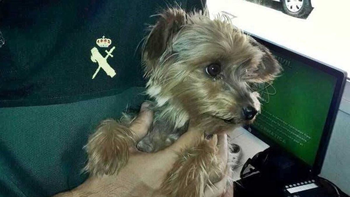 El animal en brazos de uno de los agentes que lo auxiliaron.