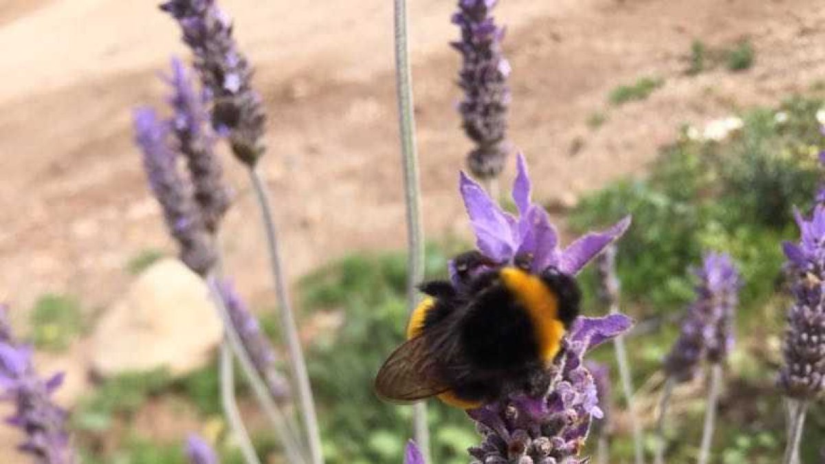 Un abejorro poliniza una flor en el exterior de un invernadero en el campo de Níjar.