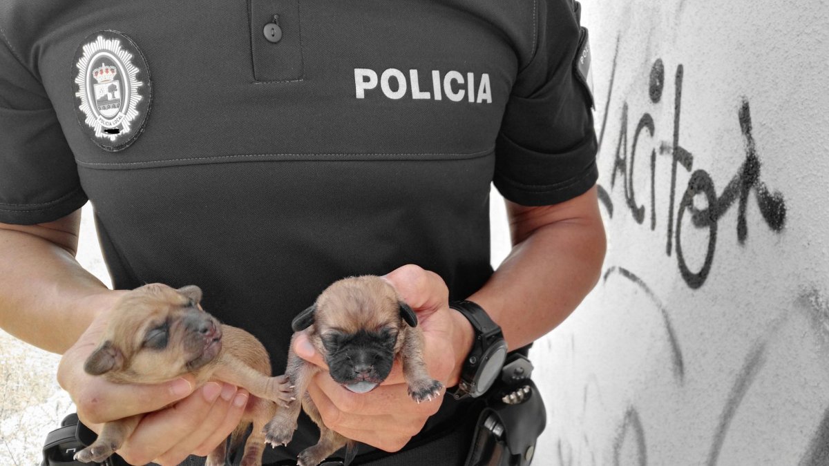 Los dos cachorros rescatados.