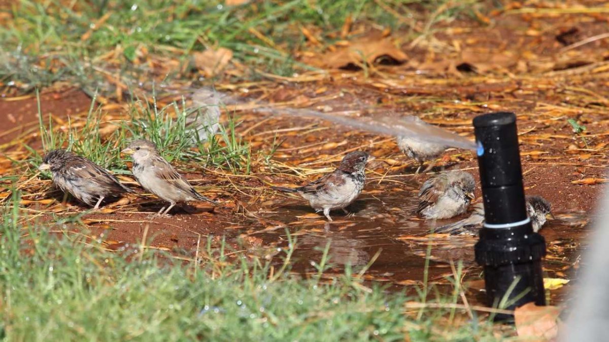 Los animales también sufren las altas temperaturas.
