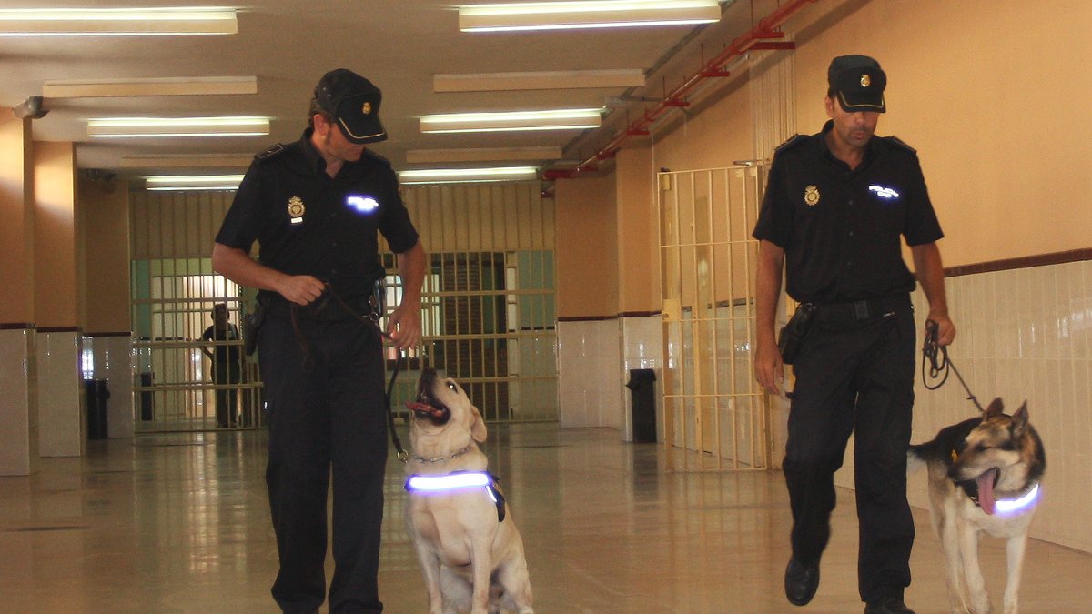 Unidad canina de la Policía Nacional en el centro penitenciario de Almería.