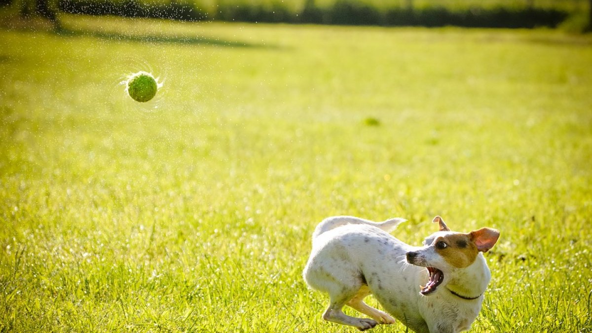 Las altas temperaturas obligan a extremar las precauciones con los perros