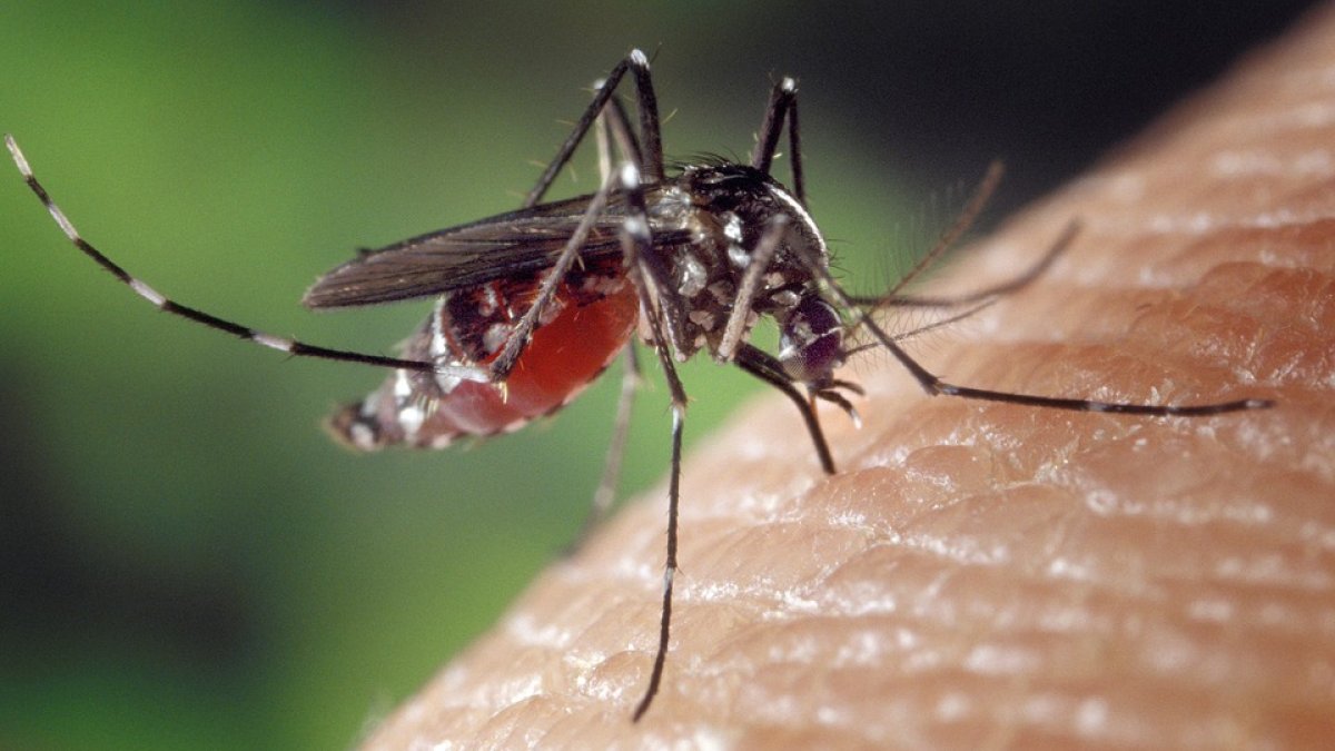 Mosquito. Imagen de archivo.
