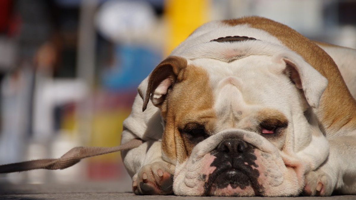 Los dueños deberán limpiar el orín de los perros.