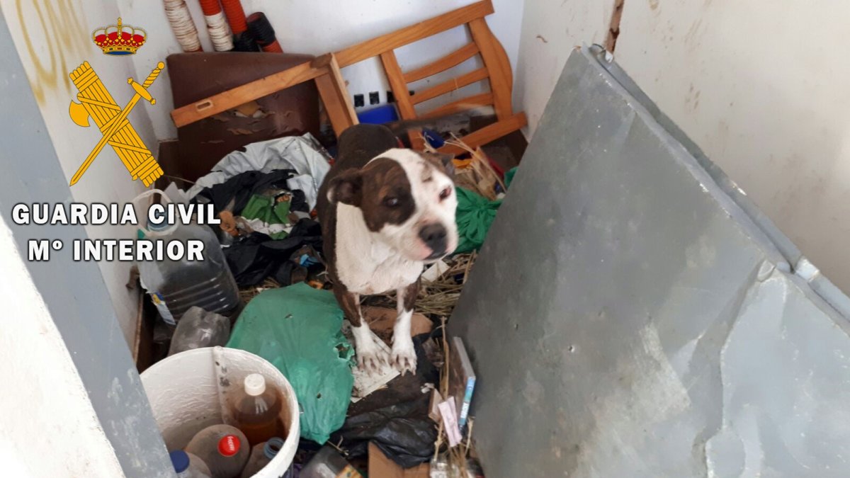 Unos de los animales, en una imagen facilitada por la Guardia Civil