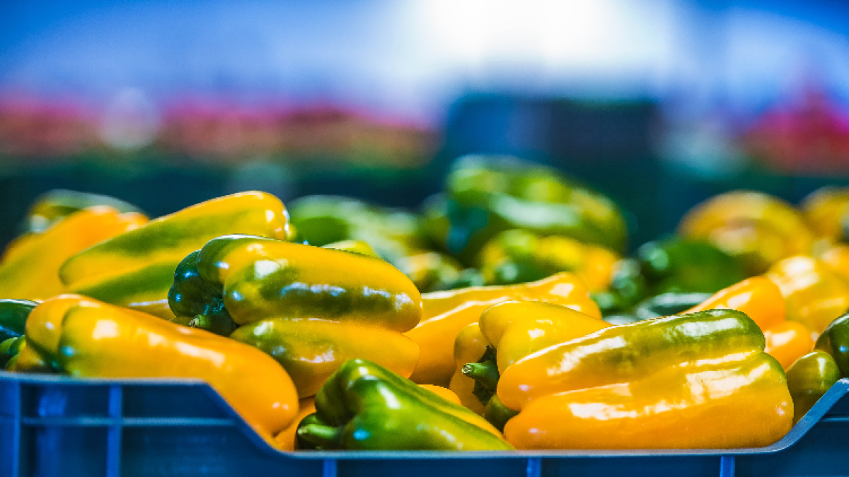 El pimiento almeriense crece en volumen y valor en el mercado europeo.