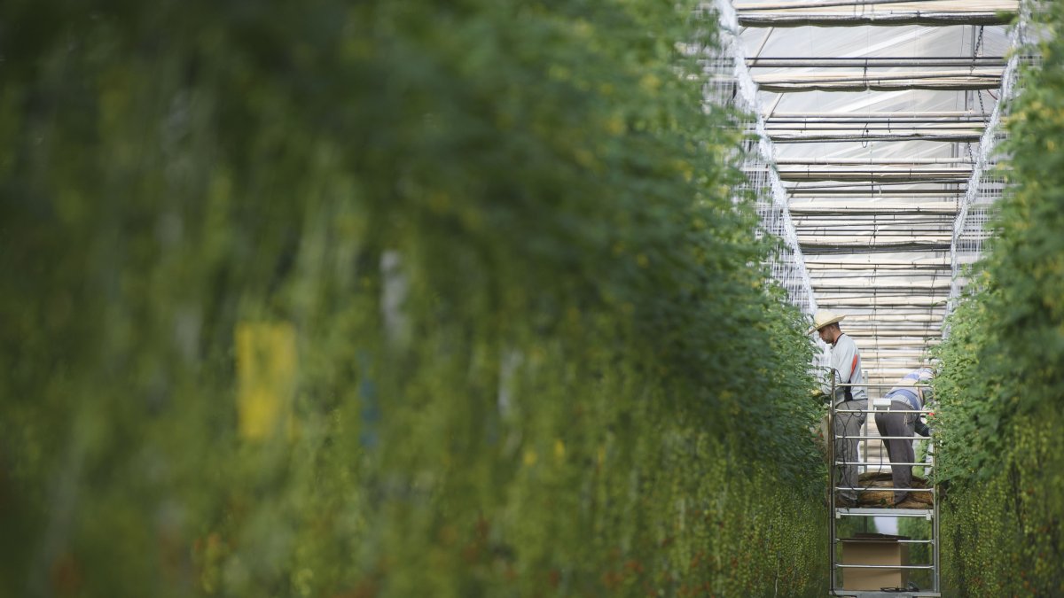 Las instalaciones de Biosabor se caracterizan por un alto grado de tecnificación y capacidad productiva.