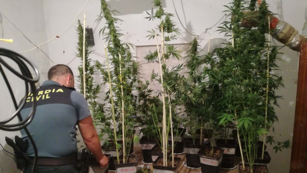 Agente de la Guardia Civil con algunas de las plantas incautadas.
