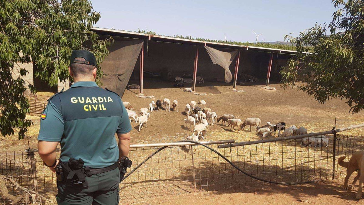 Los hechos ocurrieron en dos explotaciones agrícolas de la zona de Nacimiento.