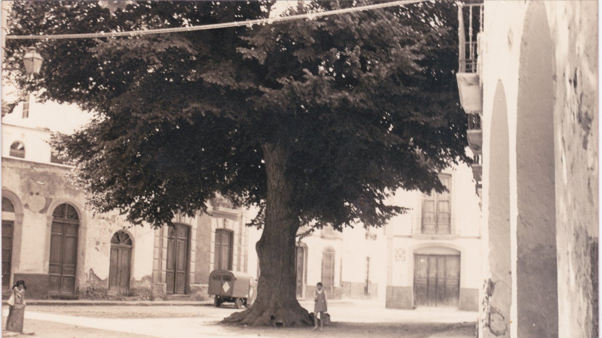 Fotografía del centenario olmo situado en la plaza de Terque.