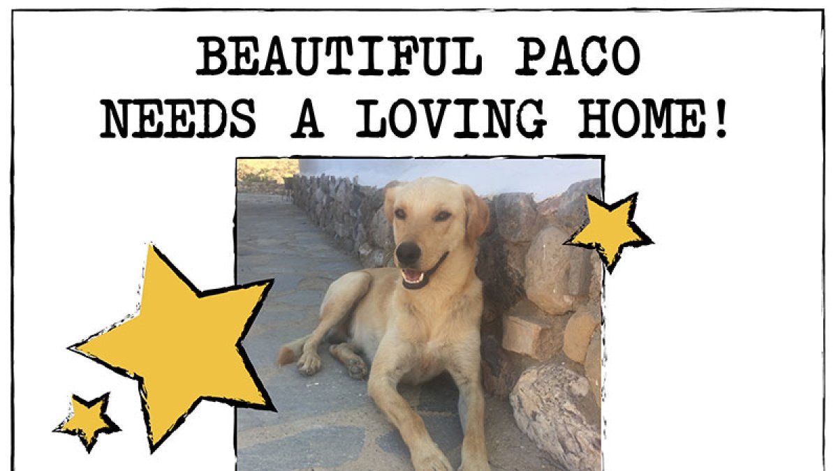 Anuncio que Claudia Scholler ha colgado y compartido para buscar un hogar al perro Paco.