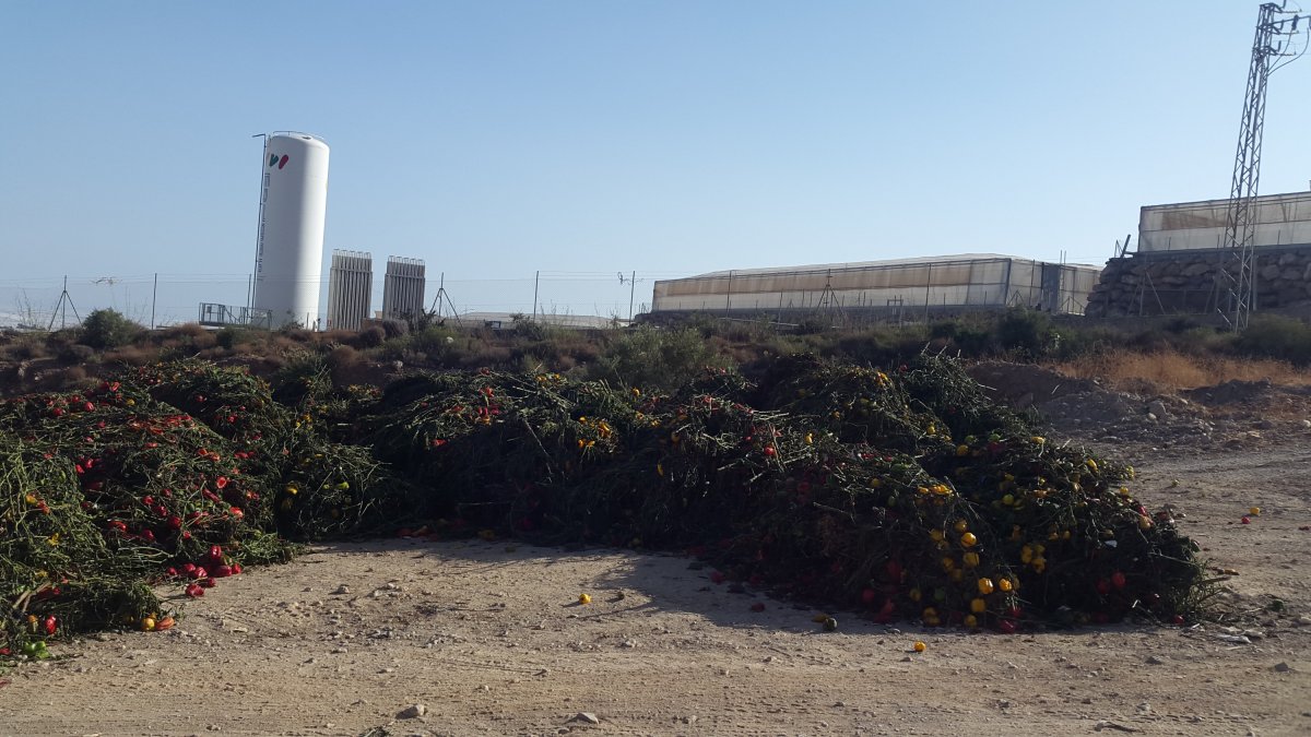 Restos de una cosecha recién arrancada yacen en un solar del Poniente almeriense.