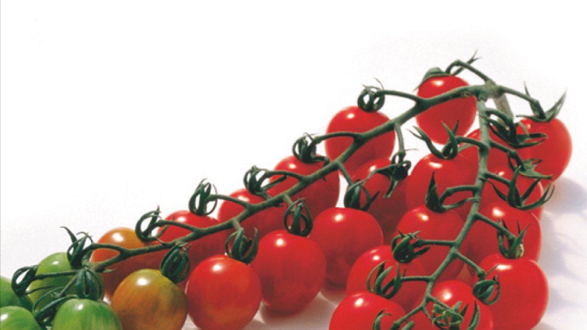 Imagen de bodegón de tomate cherry pera, uno de los productos más codiciados por los supermercados europeos.