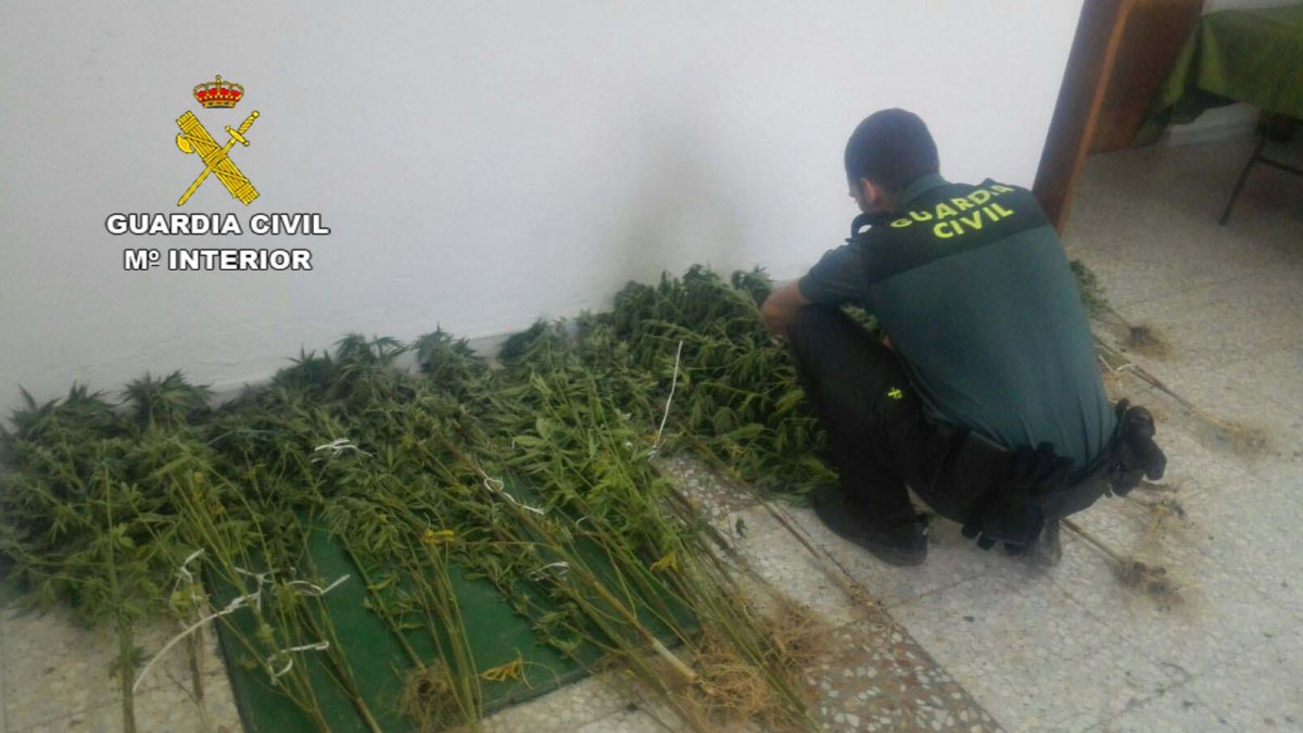 Plantas de marihuana intervenidas en la operación.