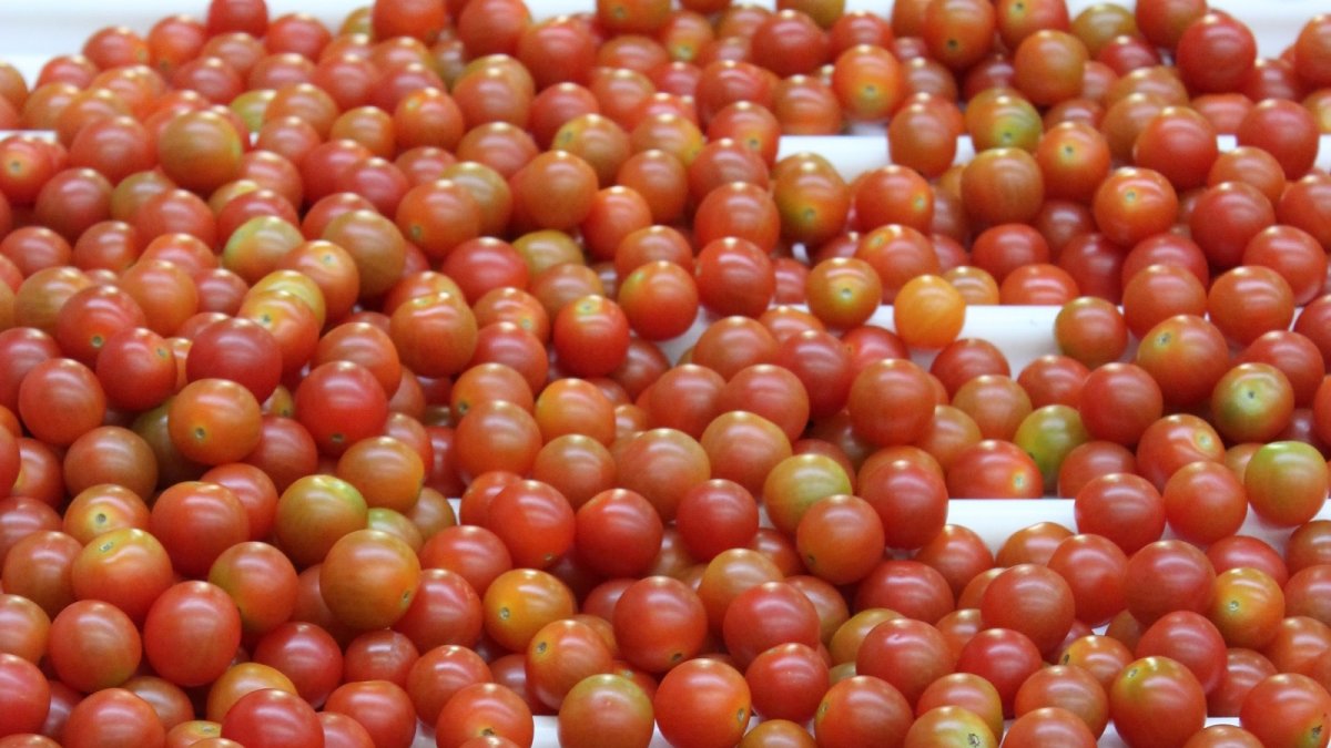Tomate cherry, uno de los productos más exportados.