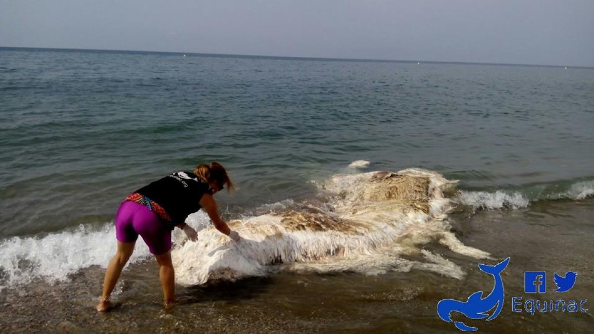 Una voluntaria de Equinac, junto a los restos de la ballena aparecida en Almerimar.