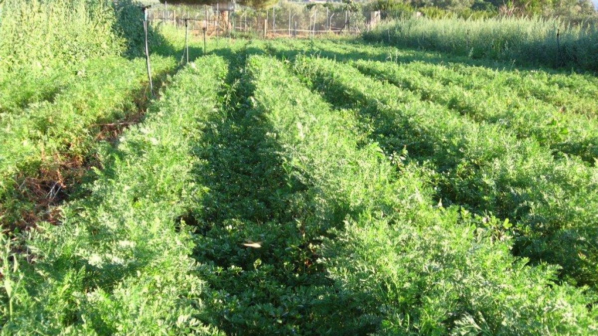 Imagen de un huerto ecológico.