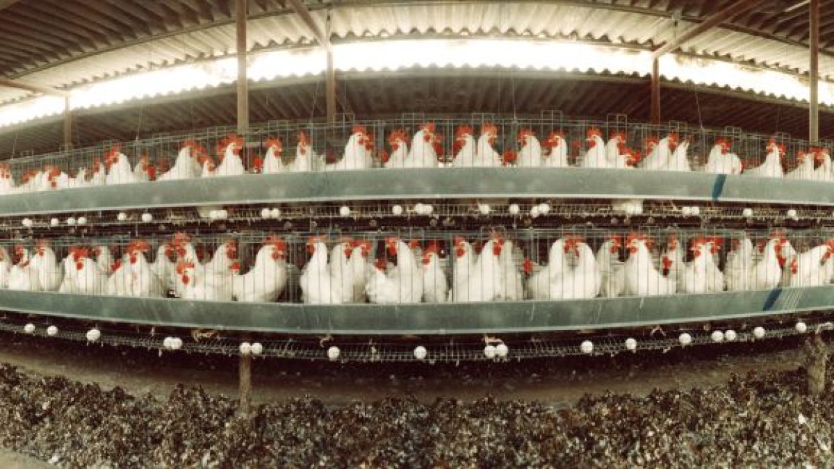 Granja de gallinas.