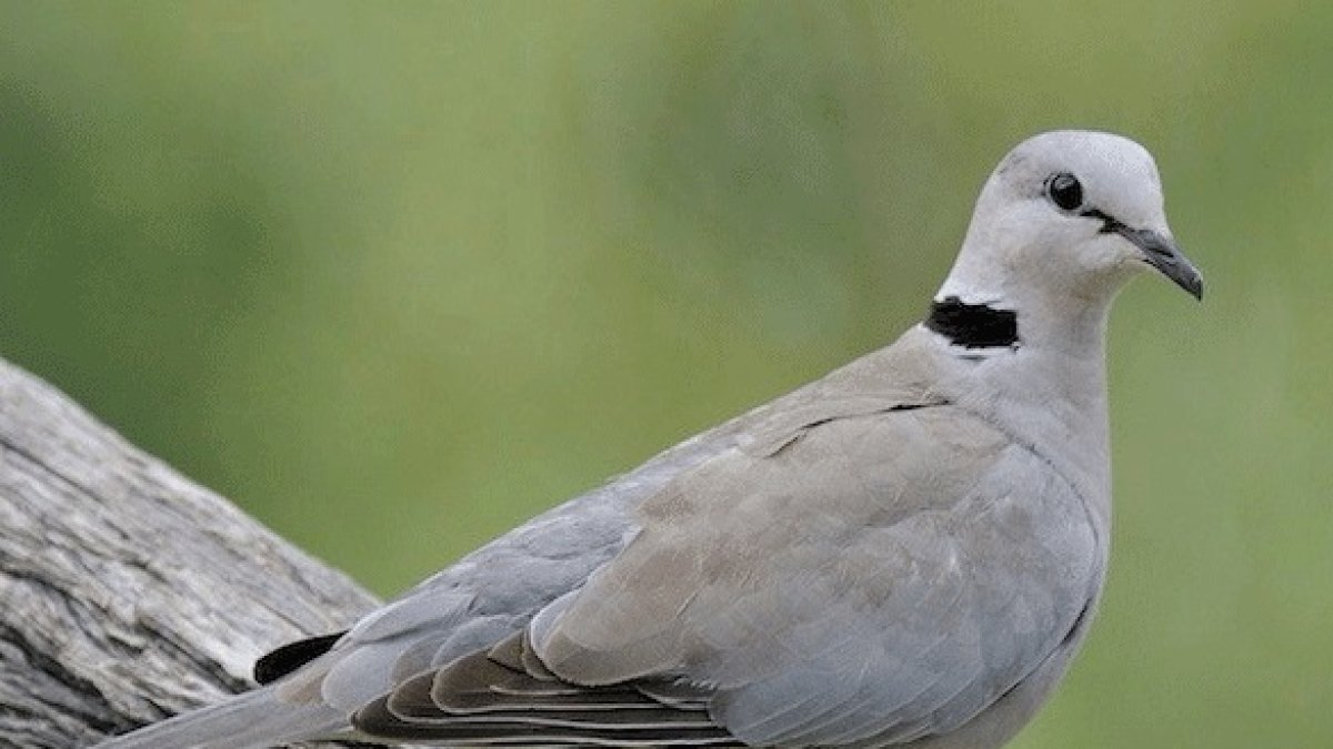 La tórtola es una de las especies que se pueden cazar en la media veda.
