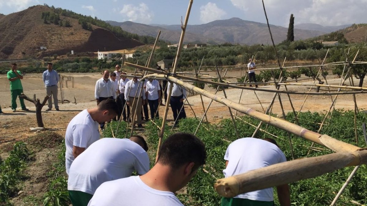 Jóvenes trabajando en uno de los huertos, son observados por los consejeros (al fondo), durante la visita.