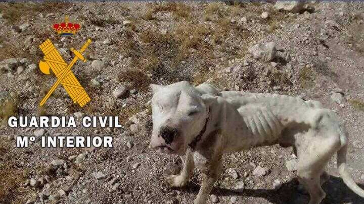 Estado en el que se encontraba el animal.