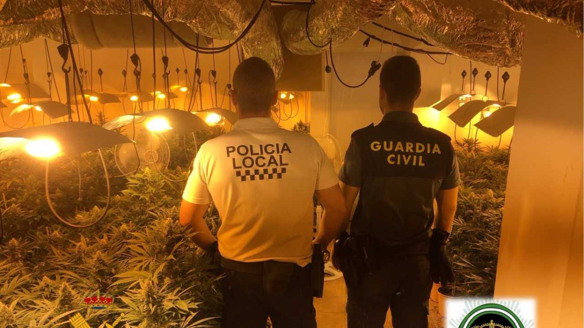 Plantación de marihuana incautada.