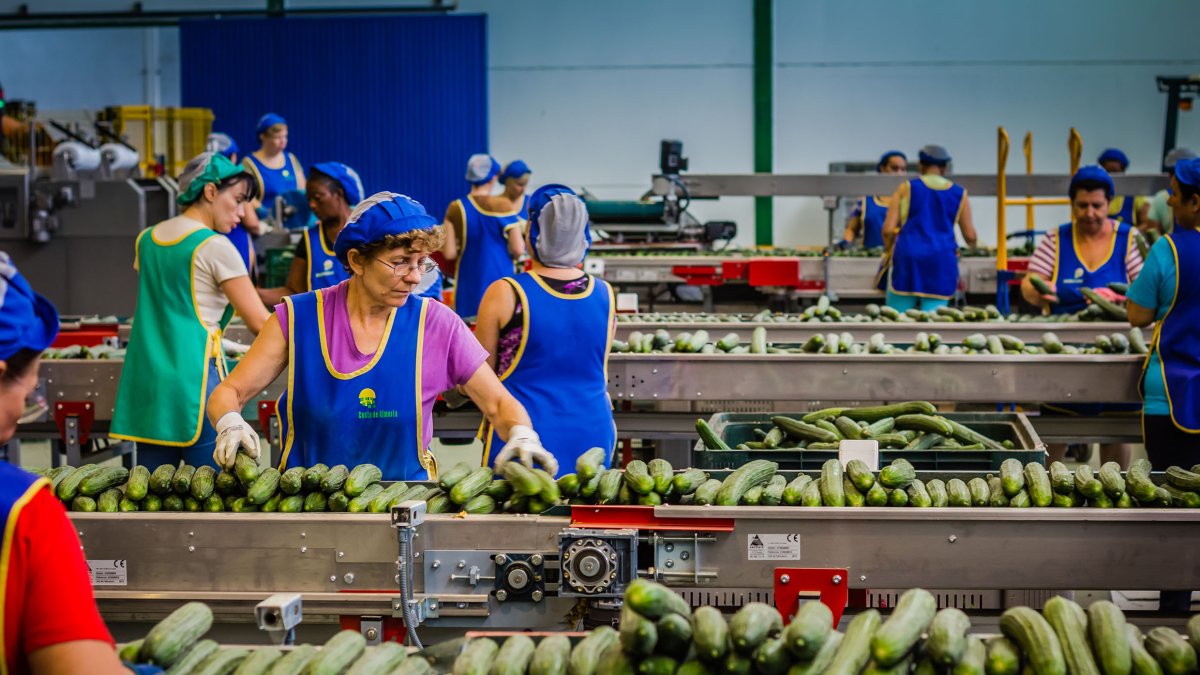 Manipulado del pepino en la SAT Costa de Almería