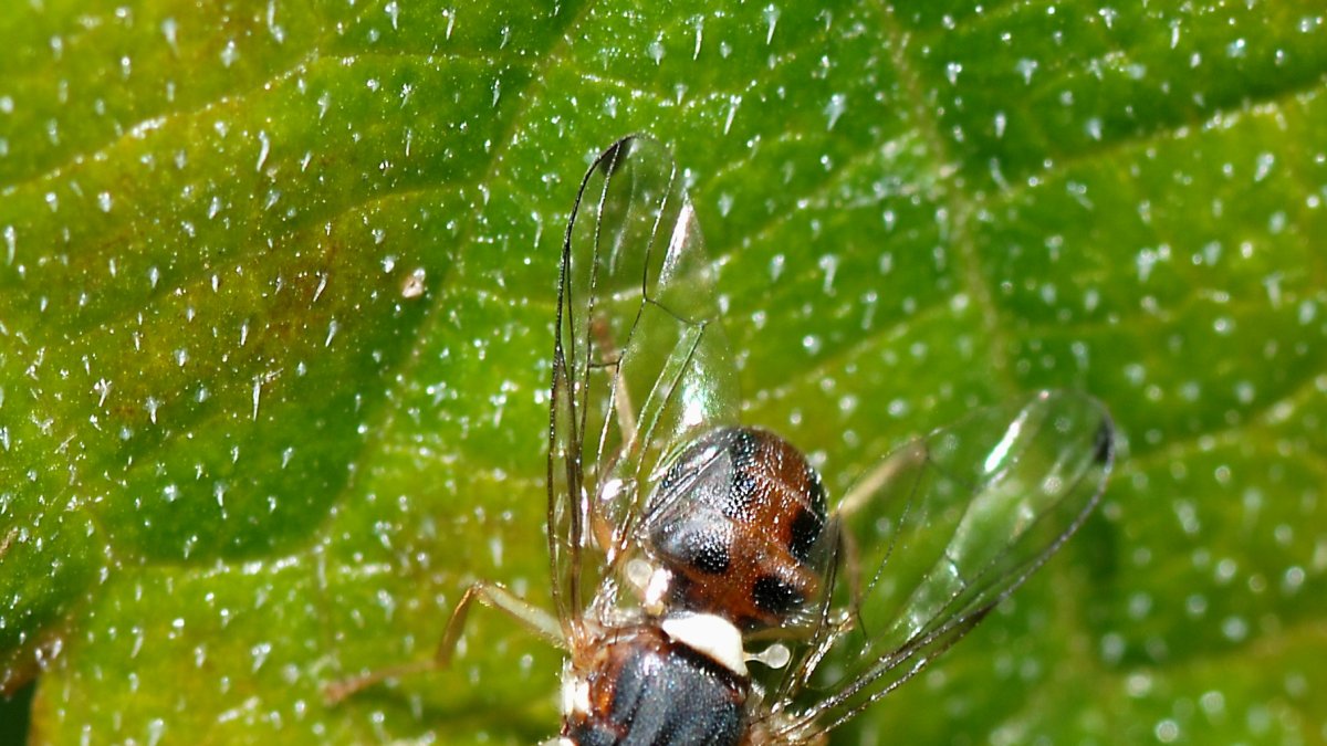 Imagen de la bactrocera olleae, conocida de forma común como mosca del olivo. Fuente: Wikipedia.