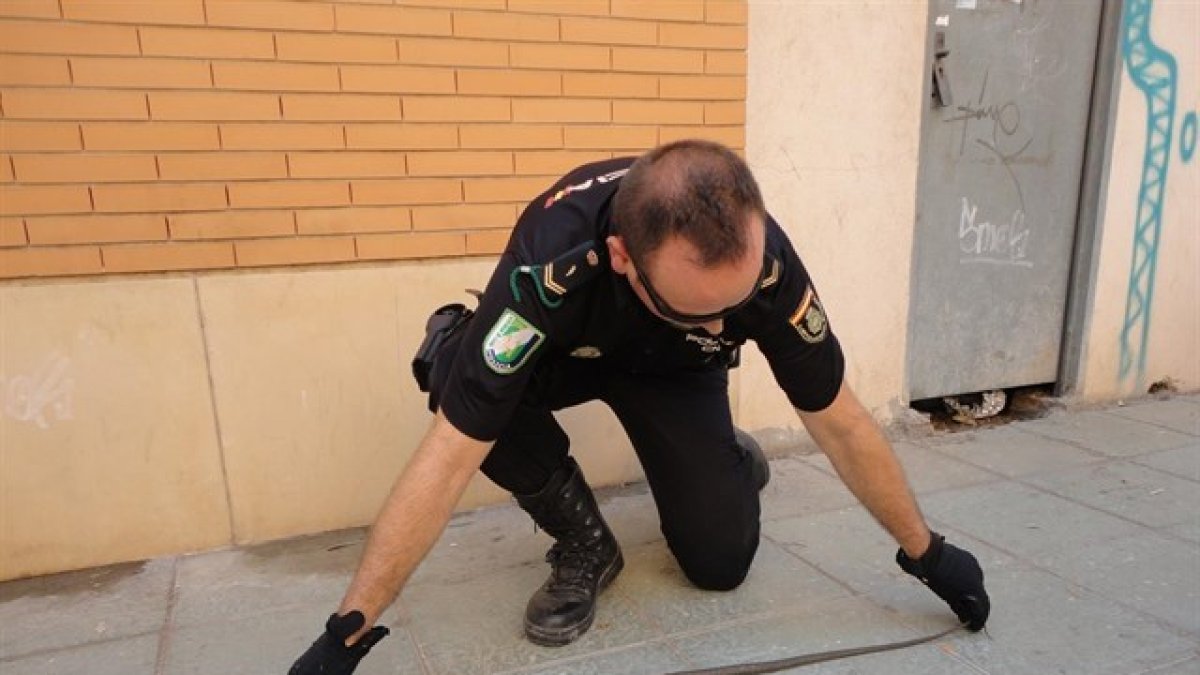 Un agente sostiene la culebra encontrada en un garage de la capital.