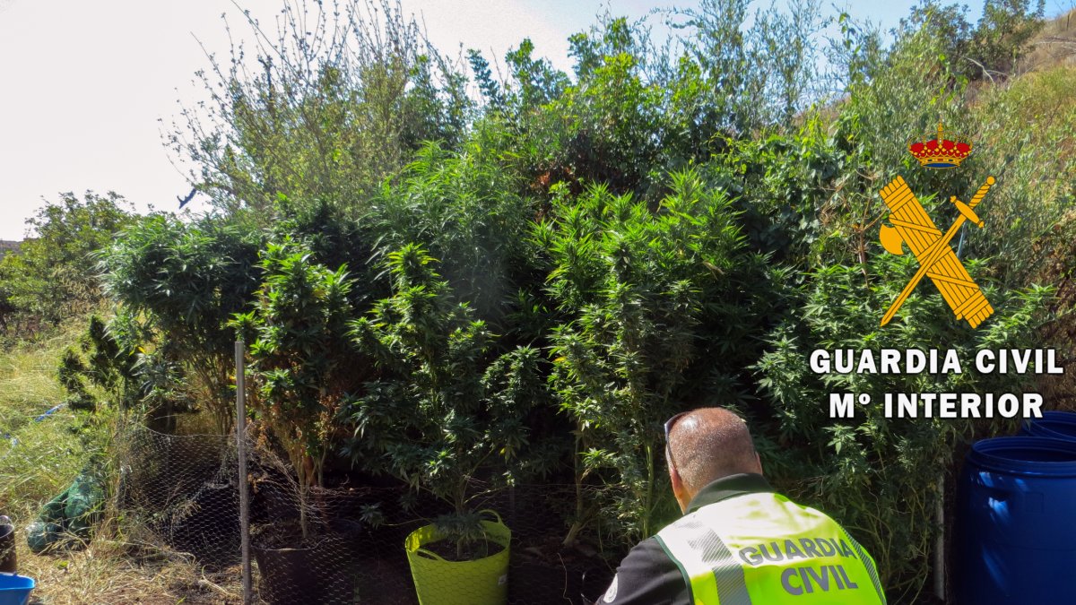 Agente de la Guardia Civil junto a las plantas de marihuana encontradas.
