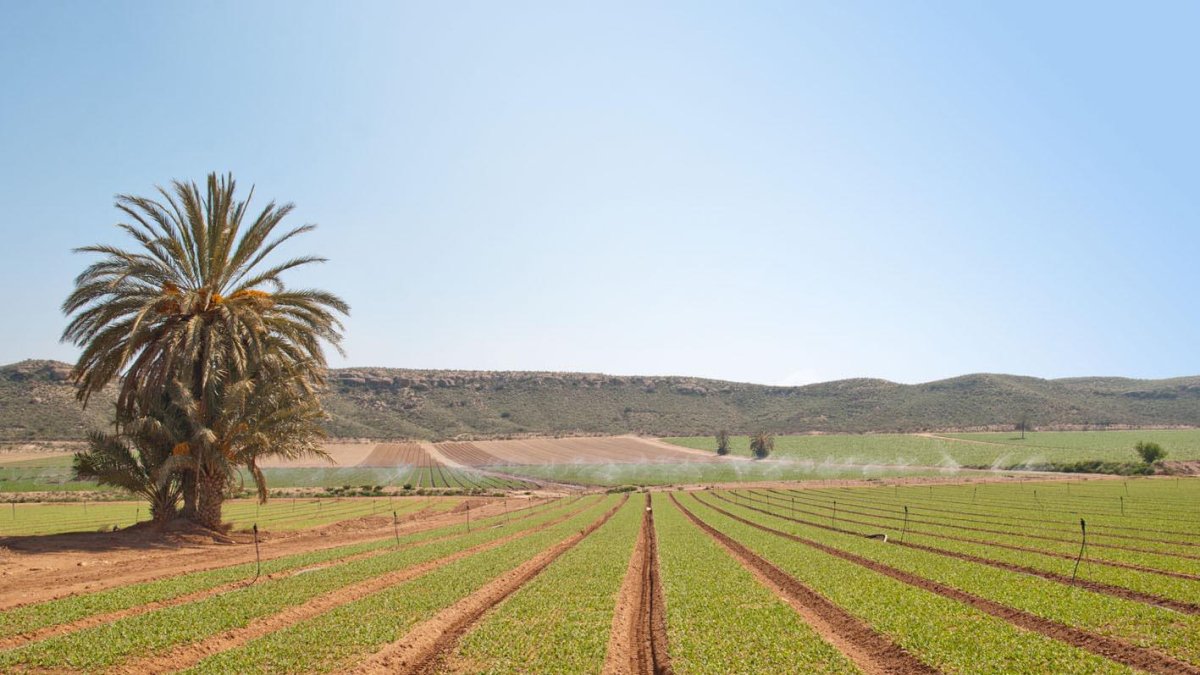 Campos de cultivo de lechuga en Cuevas del Almanzora.