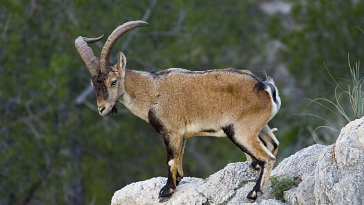 La cabra montés es una especie endémica de la Península Ibérica y el 50% de su población vive en Andalucía.