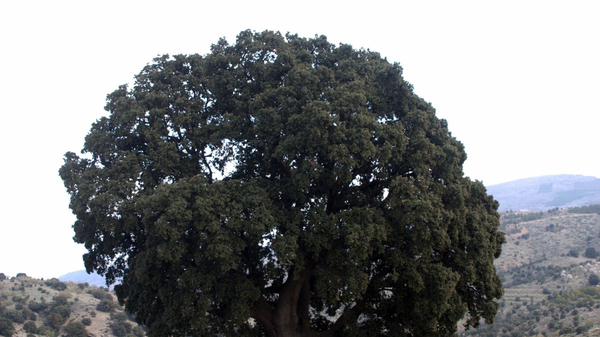 Carrascón de La Peana, en la Sierra de los Filabres.