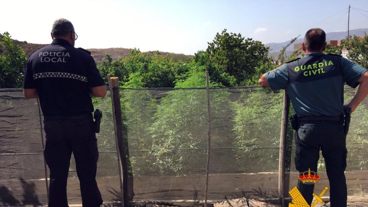 Los agentes localizaron las plantas por el olor que desprendían.