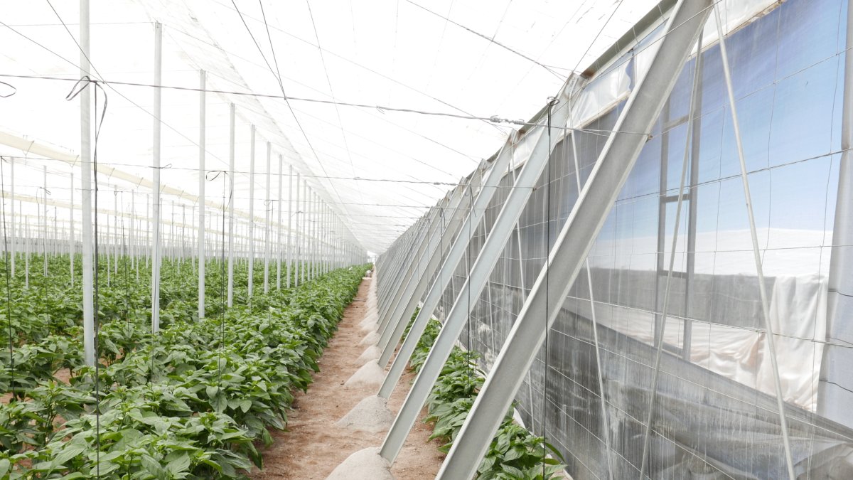 Los invernaderos modernos se abren paso en el campo almeriense.
