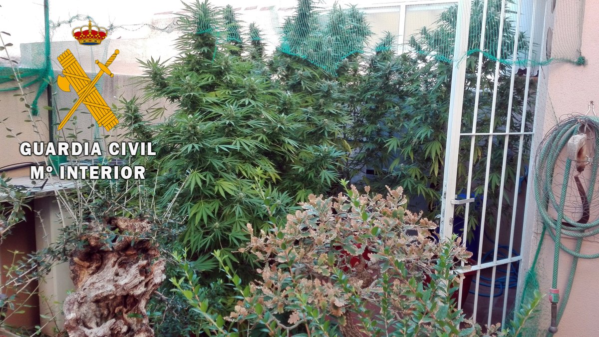 Plantas intervenidas.