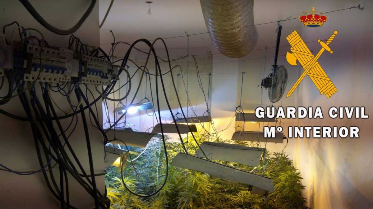 Plantas encontradas en el edificio.