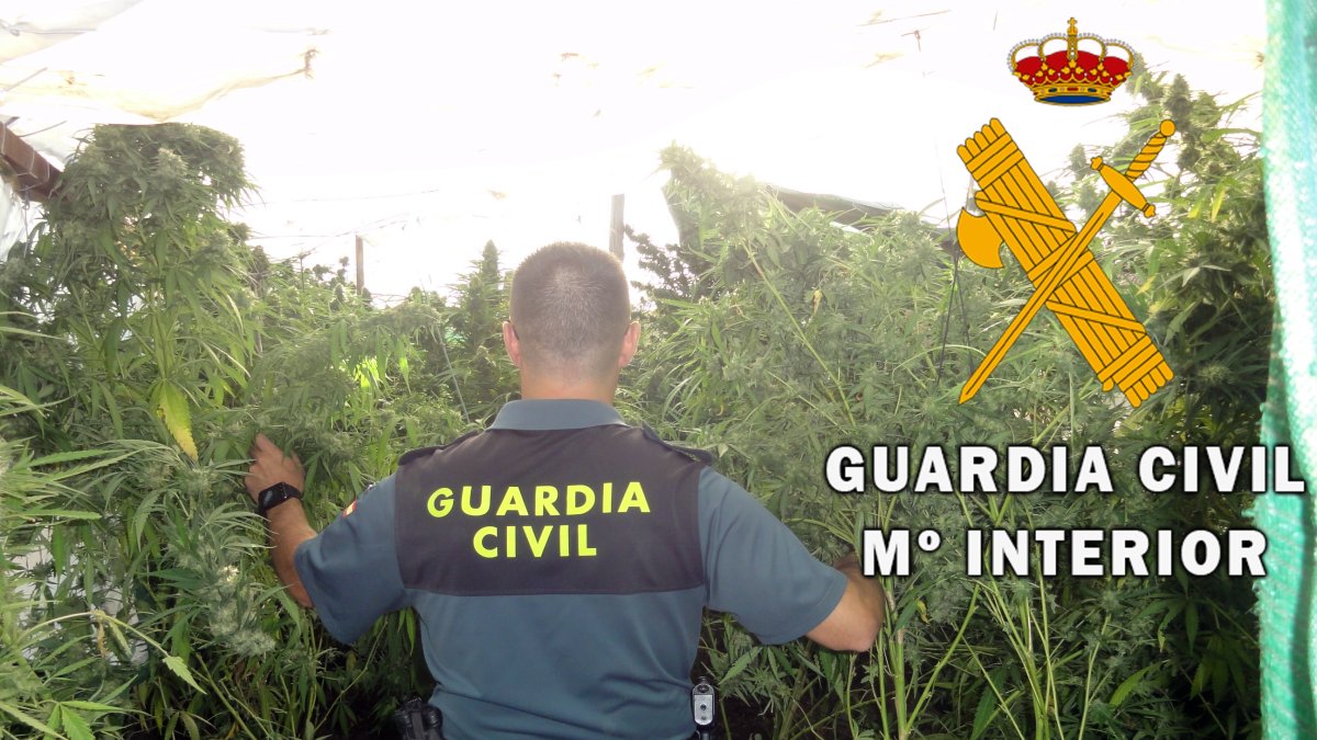 Plantación de marihuana descubierta en Tabernas.