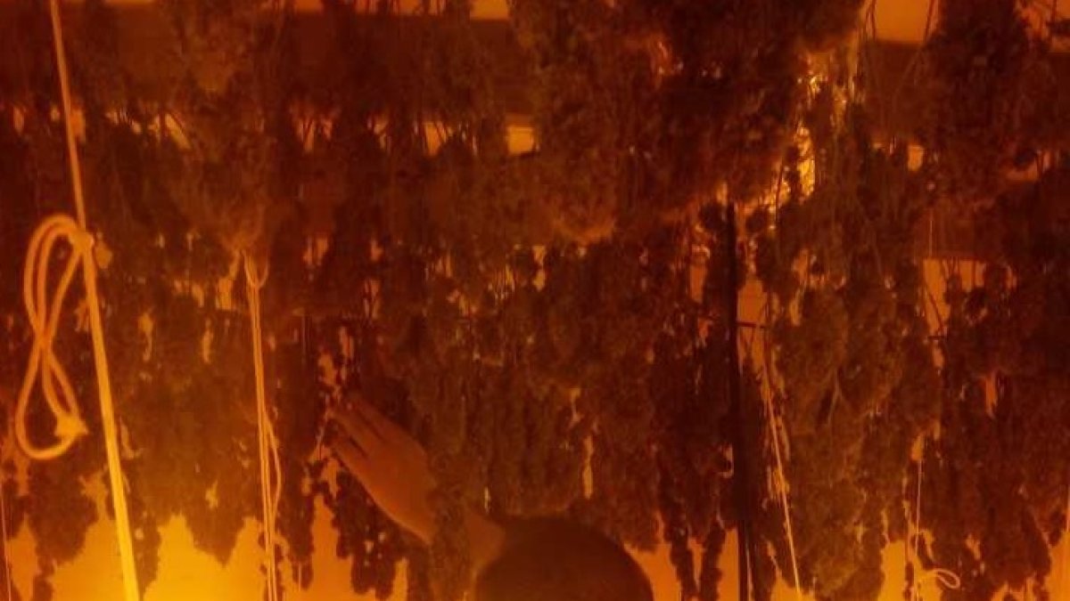 Plantas de marihuana en proceso de secado encontradas en un cortijo.