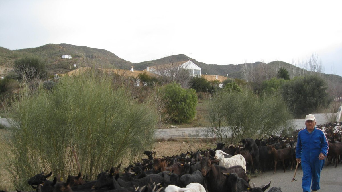 Almería es la provincia líder en España en la producción de leche de cabra.