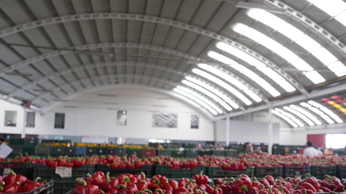 Hortalizas en una subasta listas para su envío a los mercados.