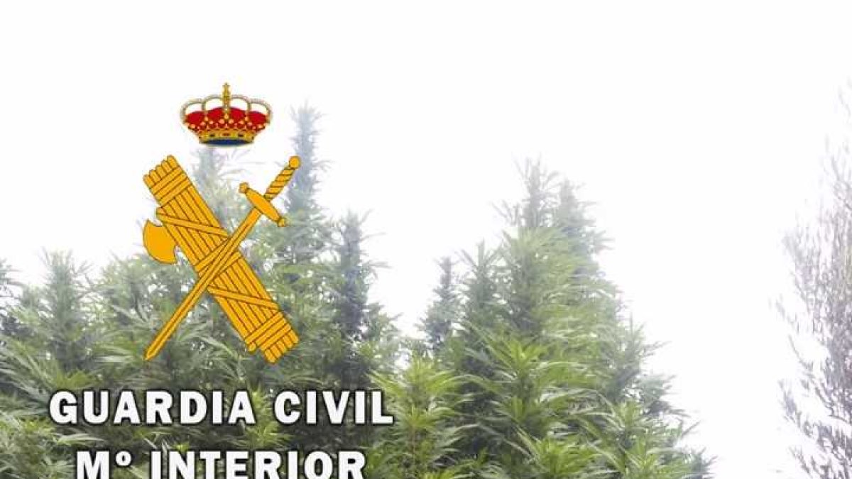 Un agente en el lugar en que se encontró la droga.