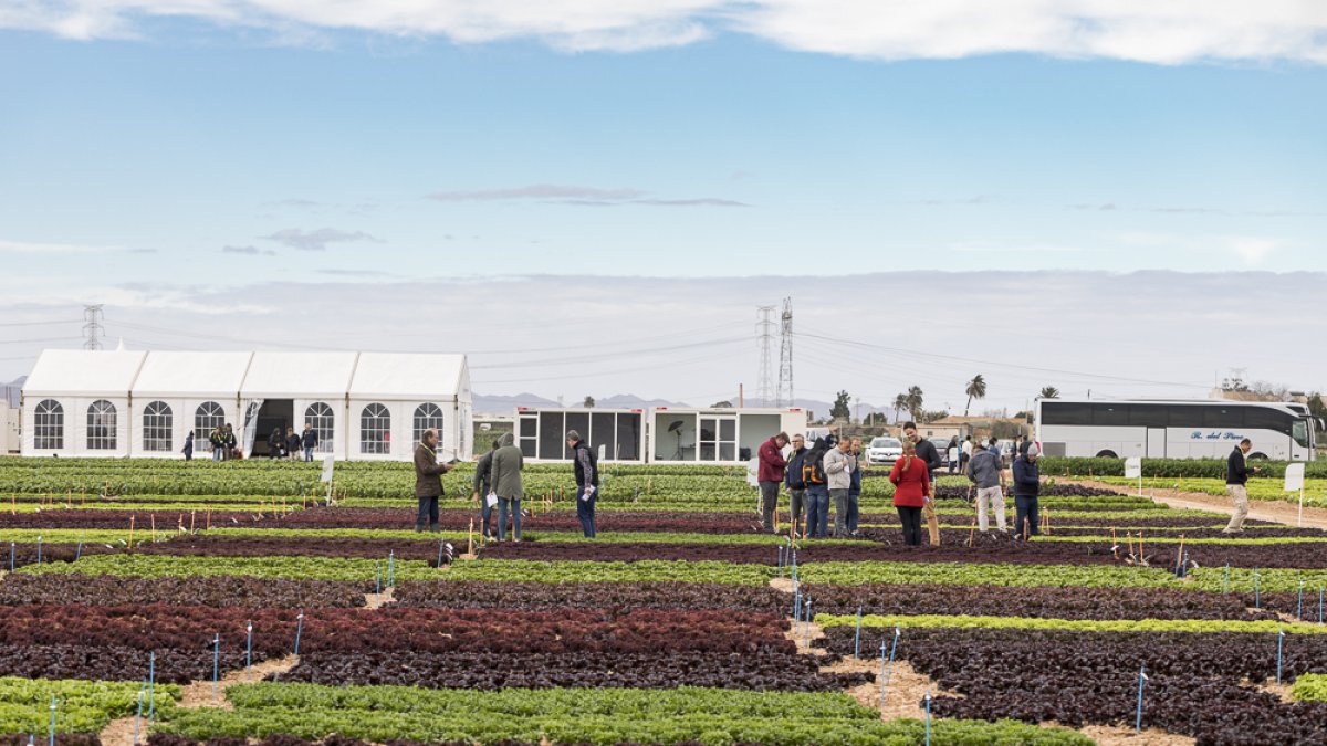 Visita de campo organizada por Rijk Zwaan.