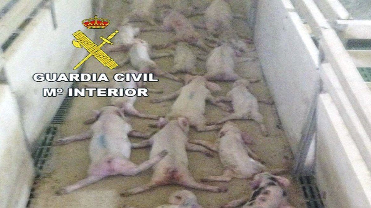 Los animales murieron a consecuencia de los golpes.