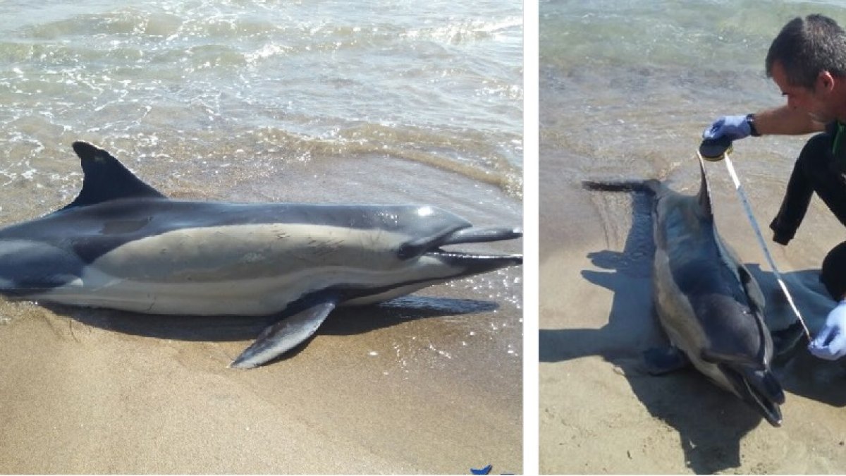 Miembros  de Equinac acudieron a atender al delfín varado en la playa.