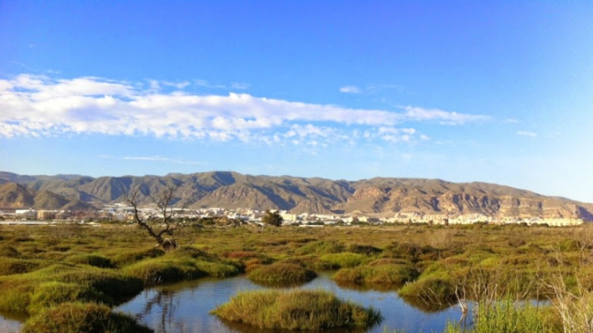 El humedal de la Ribera de la Algaida acoge cientos de aves que anidan allí o hacen una parada en la migración.