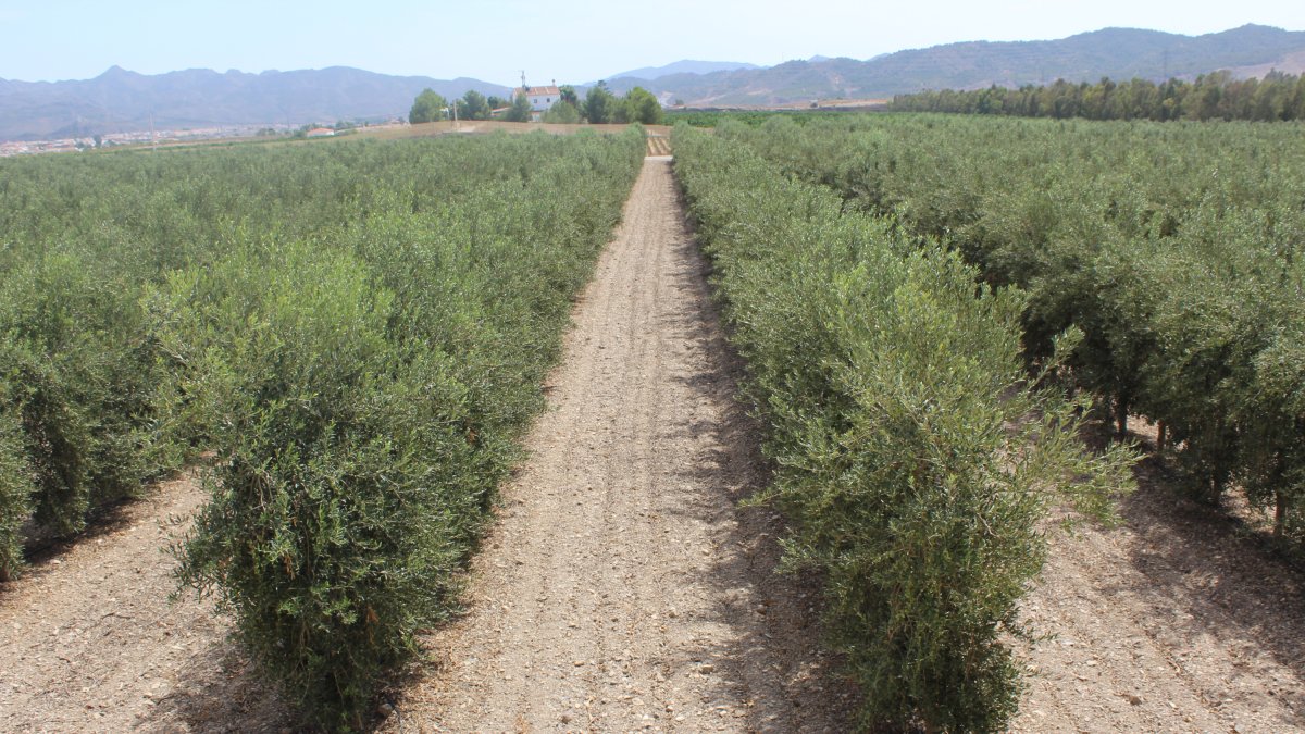 Arbolado en una explotación de Huércal-Overa.