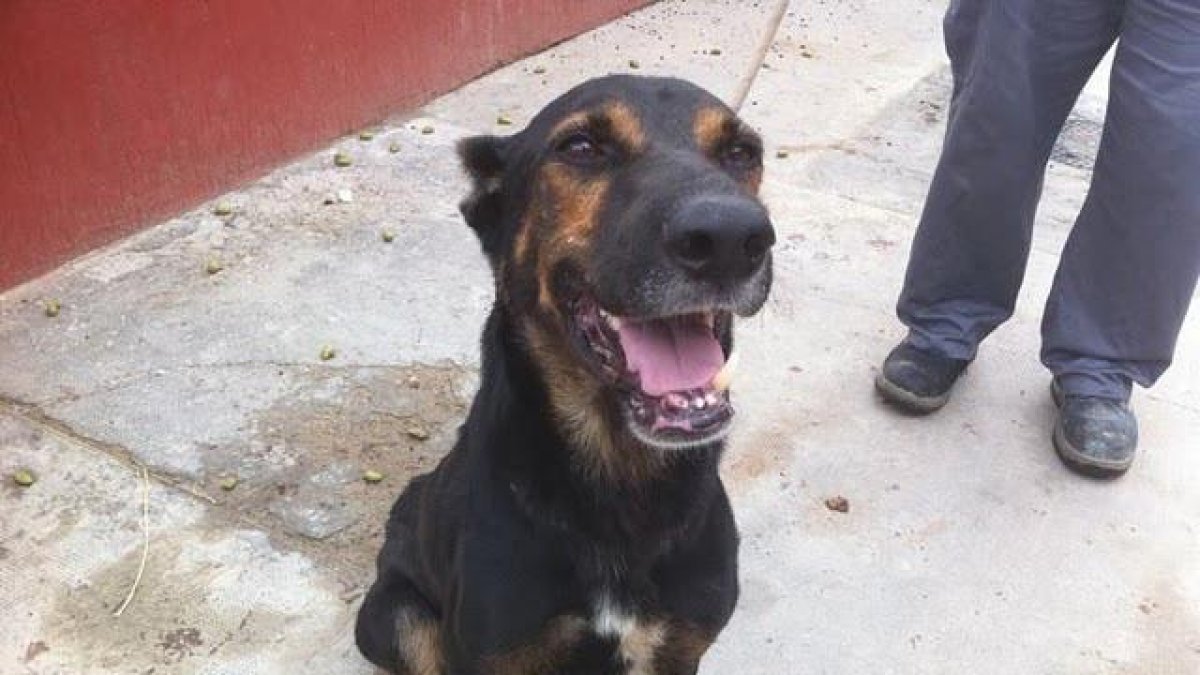 Un perro con su propietario en una calle de Almería capital