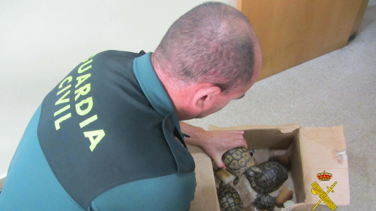 Animales encontrados en el maletero del detenido.