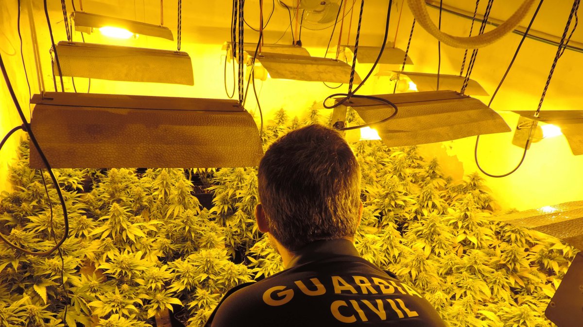 Agentes de la Guardia Civil en el interior de la vivienda con 370 plantas de marihuana.